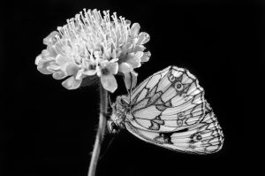 Natur in schwarzweiß und monochrom