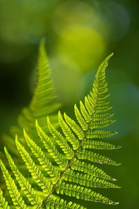 Natur in schwarzweiß und monochrom