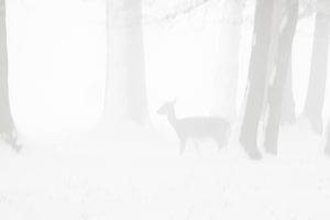 Winter im Nebel