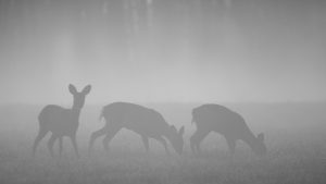 Natur in schwarzweiß und monochrom