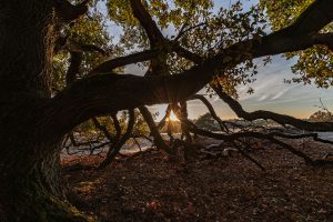 Friedhelm Stärk - Kontraste - Naturfotogruppe