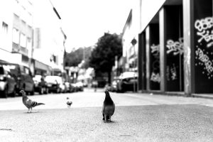 Peter Sack - Kontraste - Streetfotografie - Taubenportrait