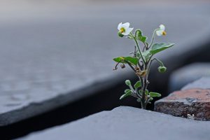 Ute Matzkows - Kontraste - Naturfotogruppe