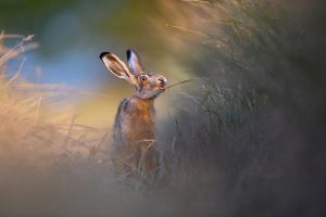 Uwe Hilsmann - Kontraste - Naturfotogruppe