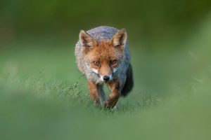 Uwe Hilsmann - Kontraste - Naturfotogruppe