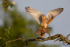 Uwe Hilsmann  - Kontraste - Naturfotogruppe