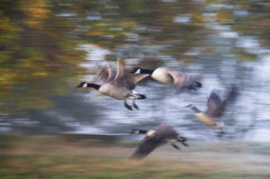 Gänse im Flug