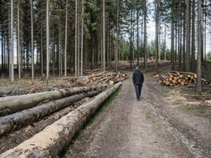 Martina Jürgens-Krüger - Waldspaziergang