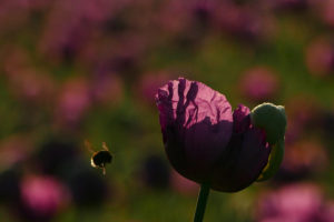 Barbara Necker Mohnblume