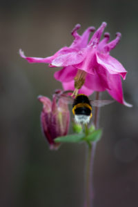 Brigitte Handy Erdhummel