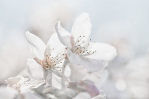 Friedhelm Stärk Birnbaumblüten