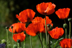 Gerd Hofmann Credner Mohn