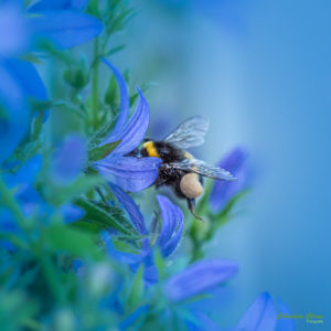 Hummel in Blau