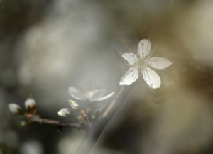 U.Ma.Ruhrtal 2018 04 12 0209 Kopie2