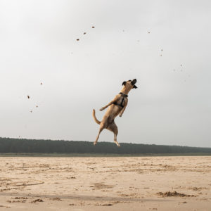 02Elisabeth Wehrmann HundKatzeMaus