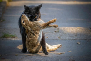 06Thomas FährmannHund,Katze,Maus