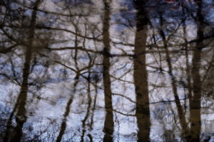 Heike Schäfer - BBI 2021 03 (Thema: Bäume) - Spiegelbild