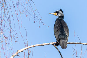 Kormoran