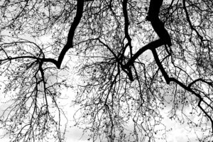 Peter Grossmann - BBI 2021 03 (Thema: Bäume) - Die Lunge