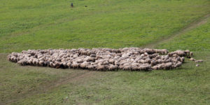 Peter Lück - BBI 2020 10 (Thema: Starke Flächen) - Schafe mit Schäfer und Hund
