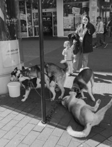 Pit Lück - Street 2020 12 - 4 Hunde