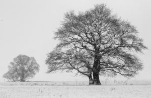 Pit Lück - BBI 2021 03 (Thema: Bäume) - Im Winter