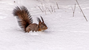 Schneehörnchen