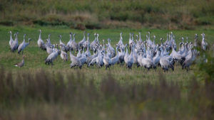 Mecklenburg Vorpommern