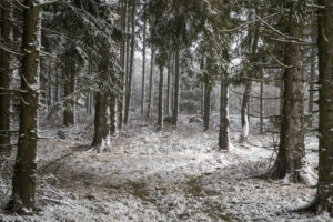 Winterwald