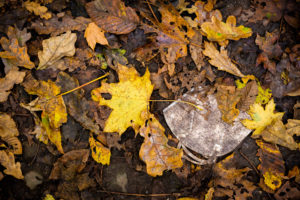 James Cave CoronaHerbstlaub