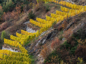 Weinreben Brixen