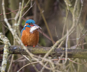 Eisvogel