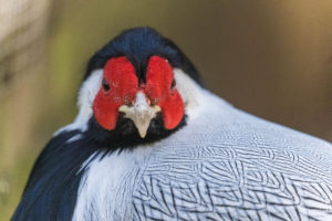 Elke Hirsch Bildbesprechung natur2