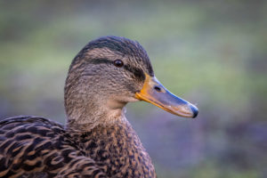 Ente Portrait