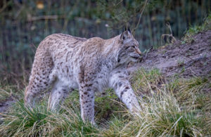 Luchs