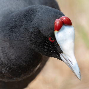 Friedhelm Stärk