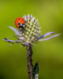 Marienkäfer auf Blume