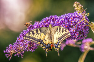 Schwalbenschwanz und Biene auf Sommerflieder