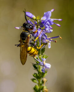 Bienenwolf