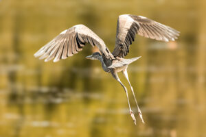 Graureiher im Flug