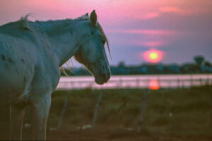 Pferde in der Camargue