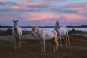 Pferde in der Camargue