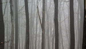 Nebelwald 20251116 DC G9M2 OLYMPUS M.12 100mm F4.0 38338 A 2