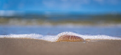 Qualle am Strand von Juist – Peter Muckenhaupt