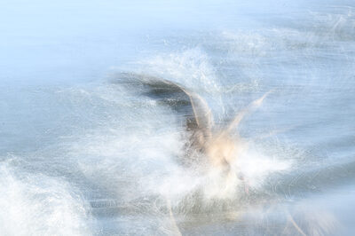 Splish-Splash.jpg – Beate Scheffler