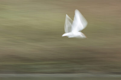 Im Flug – Dagmar Fraude