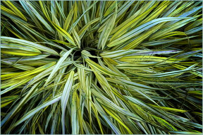 green diversity (2023-08. Dortmund Westfalenpark) – Peter Grossmann