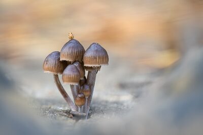 22_Pilz mit Aussicht.jpg – Ute Matzkows