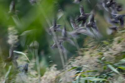 blurry sunday – Dagmar Fraude