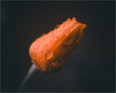 Kalifornischer Mohn – James Cave